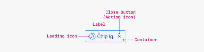 chip anatomy